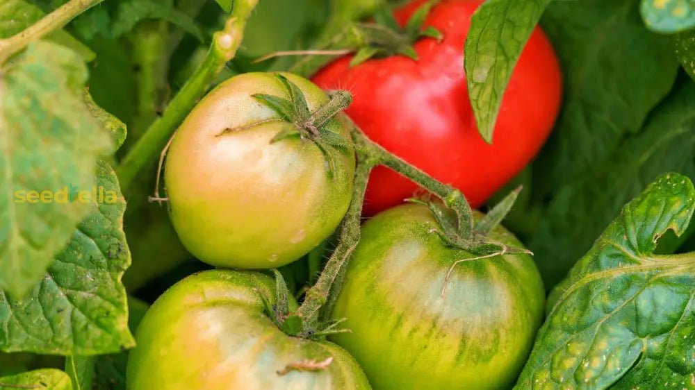 Green & Red Tomato Seeds For Planting - High-Quality Garden Vegetable Seeds