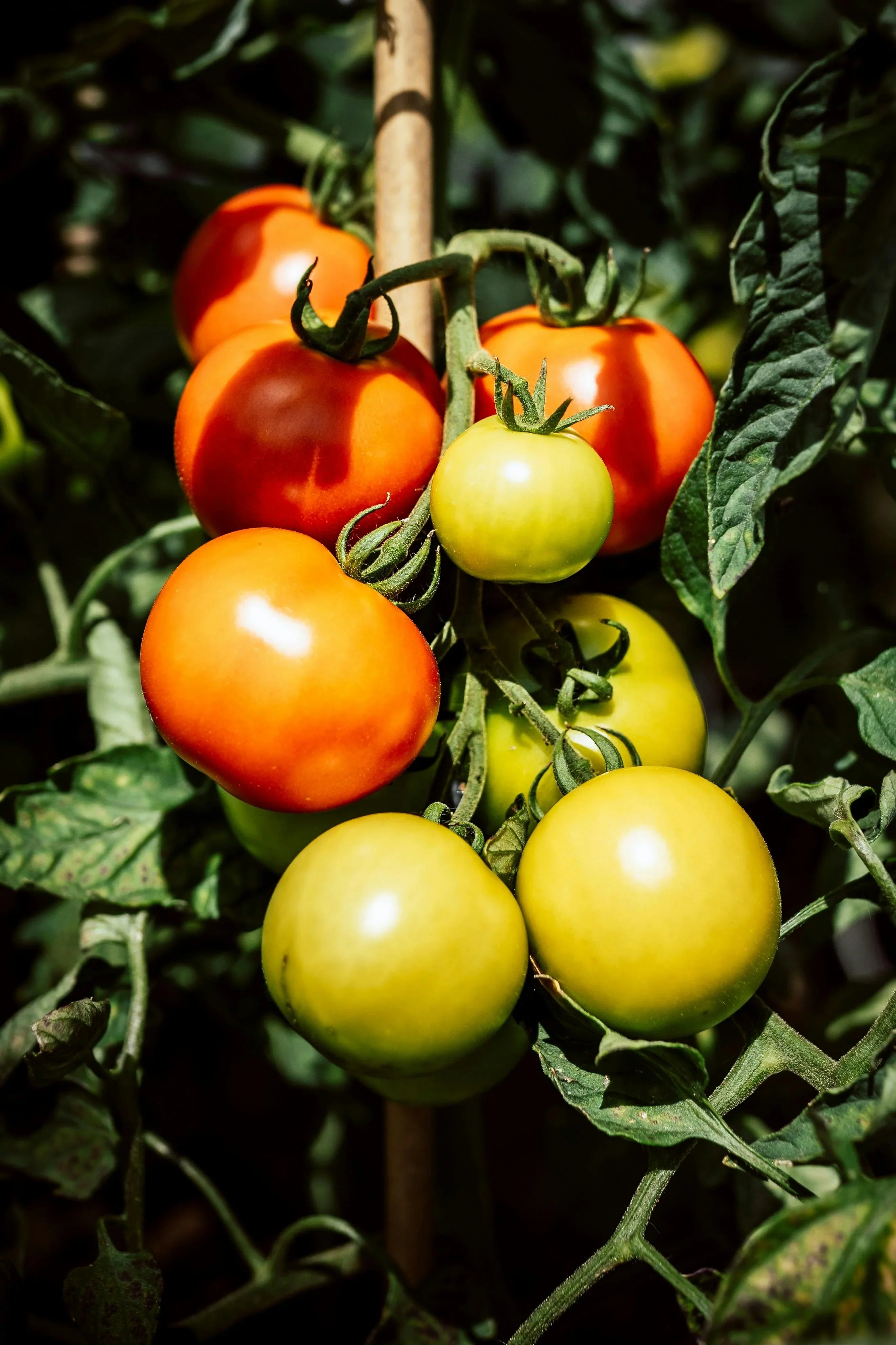 Step-by-step guide for growing Green and Red Tomatoes from seeds