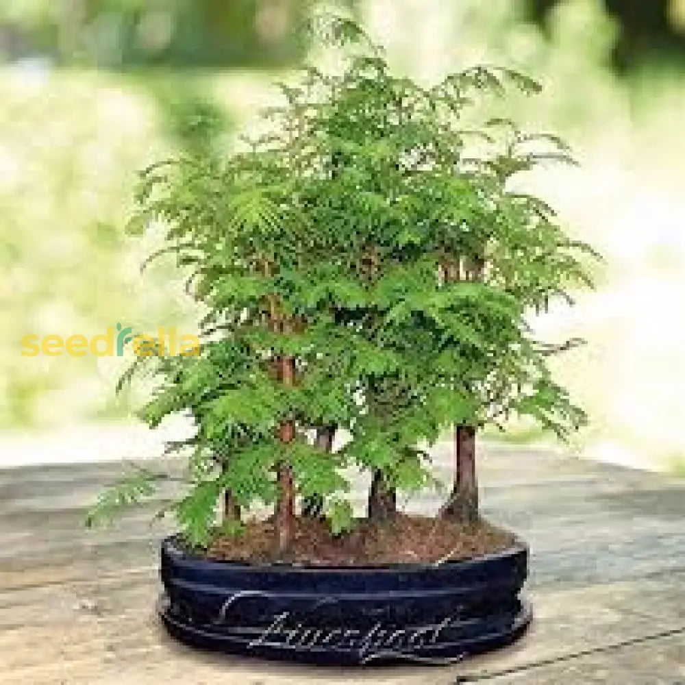 Green Redwood Forest Bonsai Seeds For Planting | Grow Your Own Tree Plant Seeds