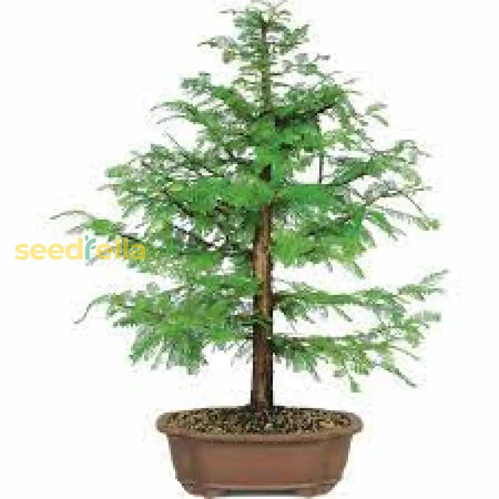 Green Redwood Forest Bonsai Seeds For Planting | Grow Your Own Tree Plant Seeds