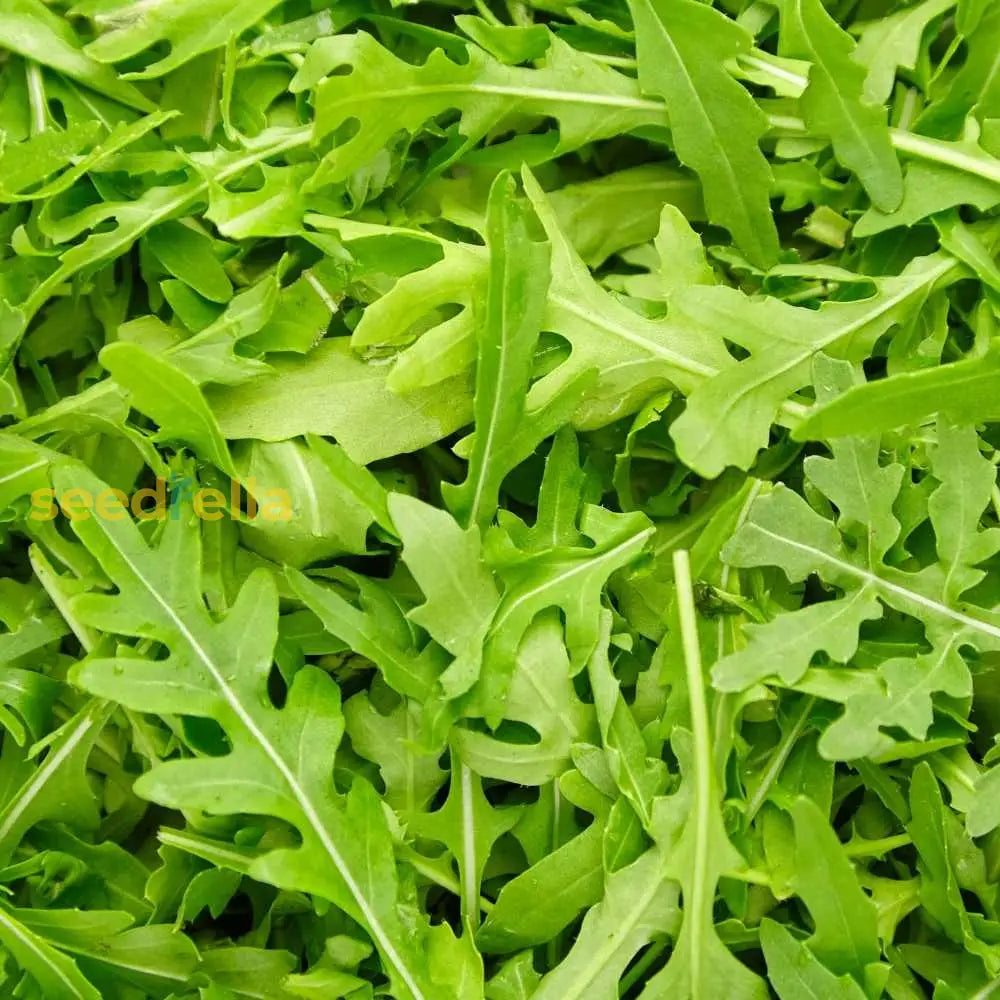 Green Rocket Pegasus Vegetable Seeds For Planting Seeds