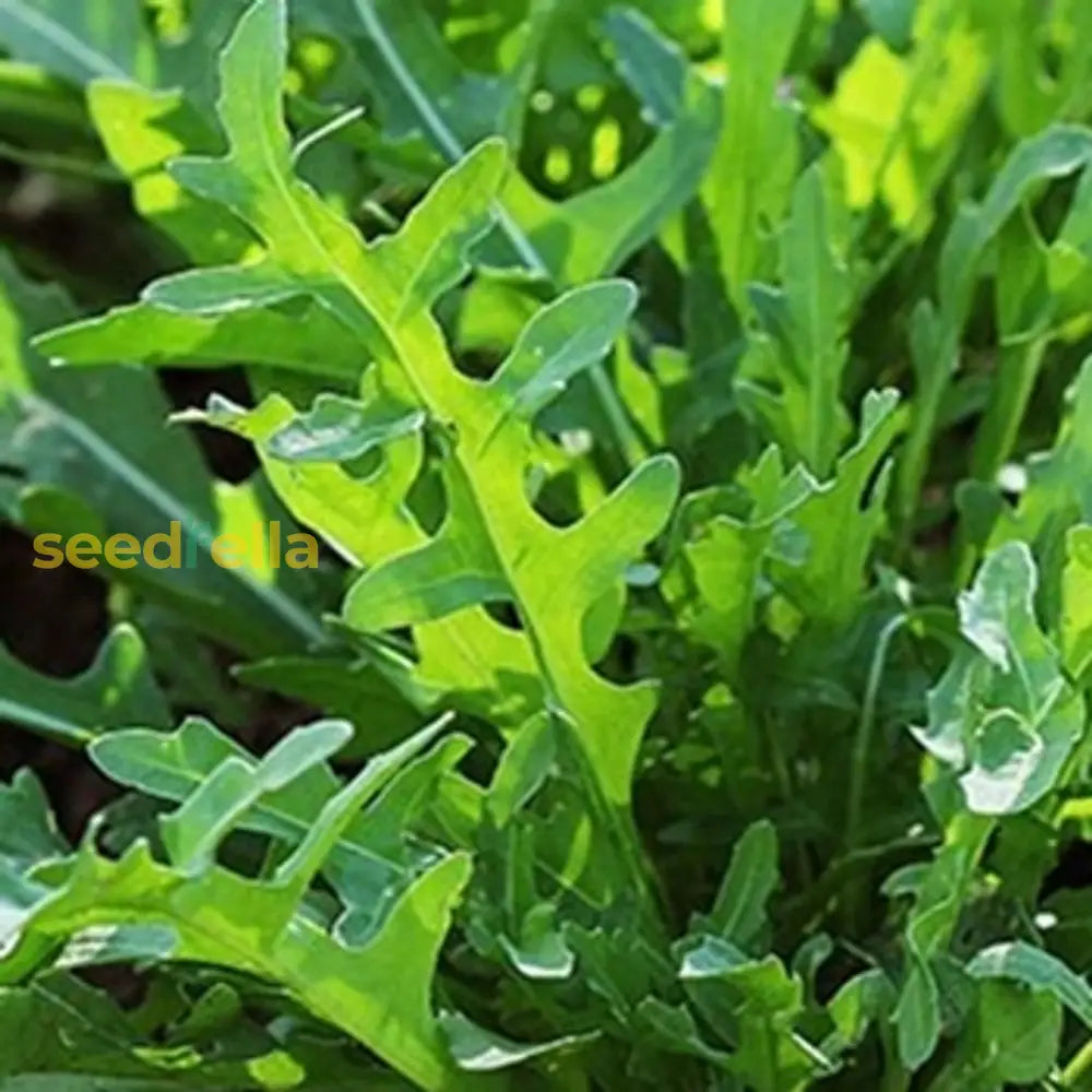 Green Rocket Pegasus vegetable seeds for planting