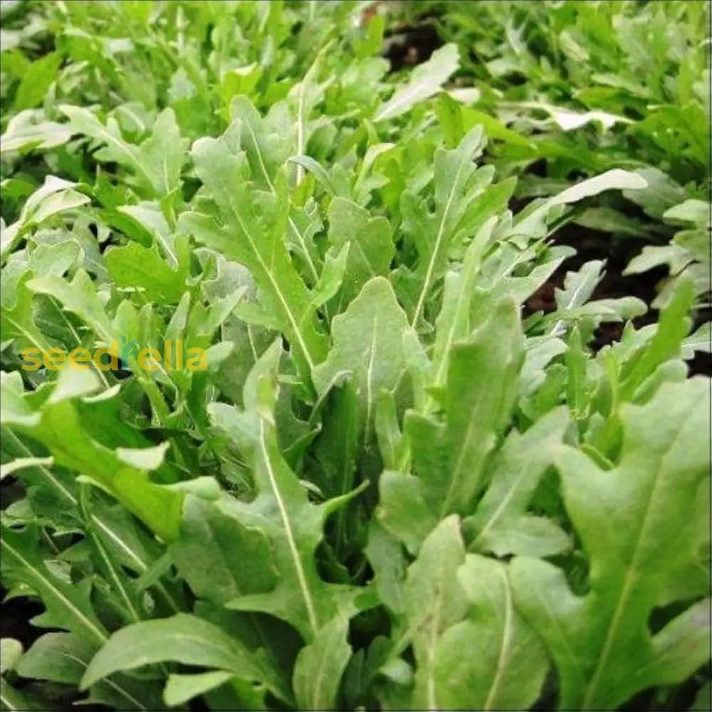 Green Rocket Salad Vegetable Seeds For Easy Planting Seeds