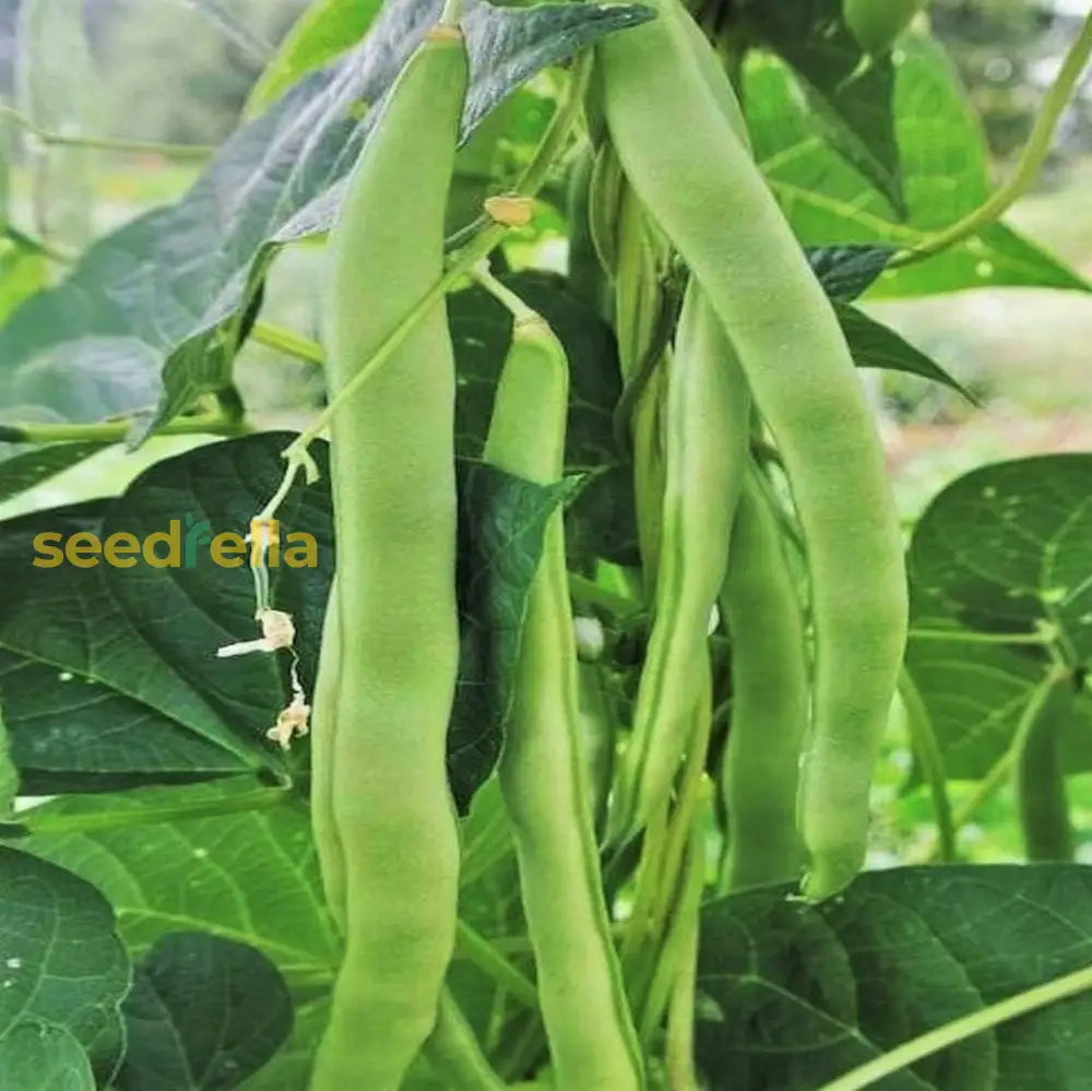 Green Romano Pole Bean seeds for planting Non-GMO variety