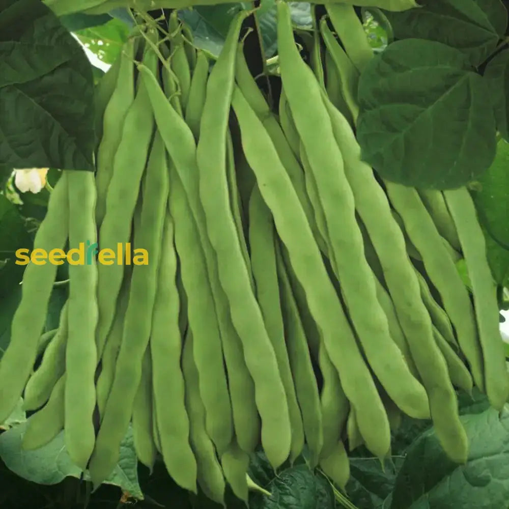 Green Romano Pole Bean Seeds For Vegetable Planting Seeds