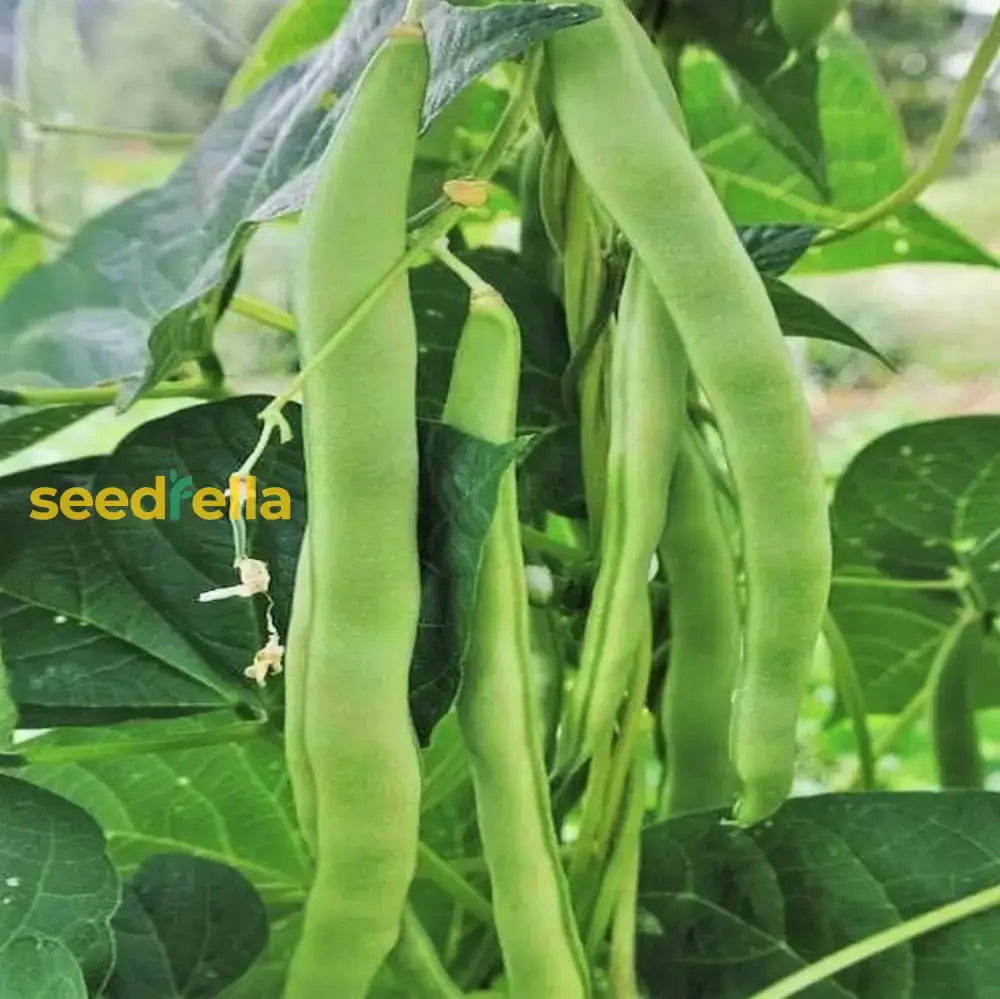 Green Romano Pole Bean Seeds For Vegetable Planting Seeds