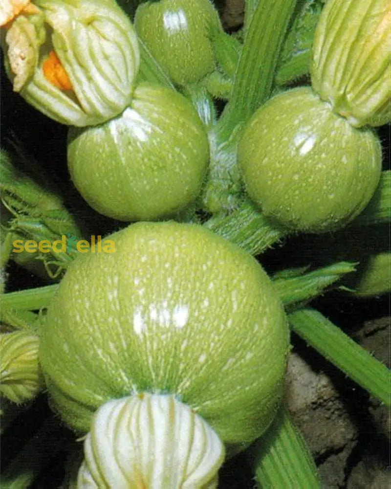 Green Ronde de plant growing in garden