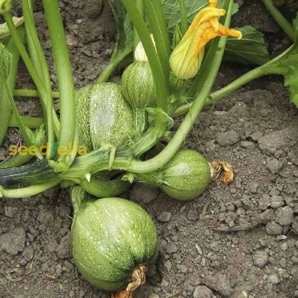 Green Ronde De Vegetable Seeds For Easy Planting Seeds