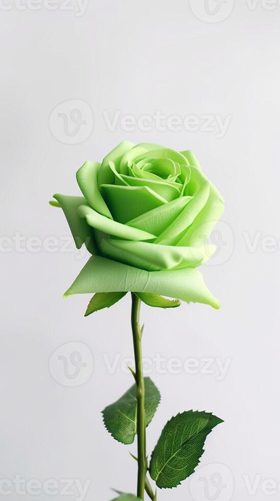 Rose Flower Seed For Planting Green