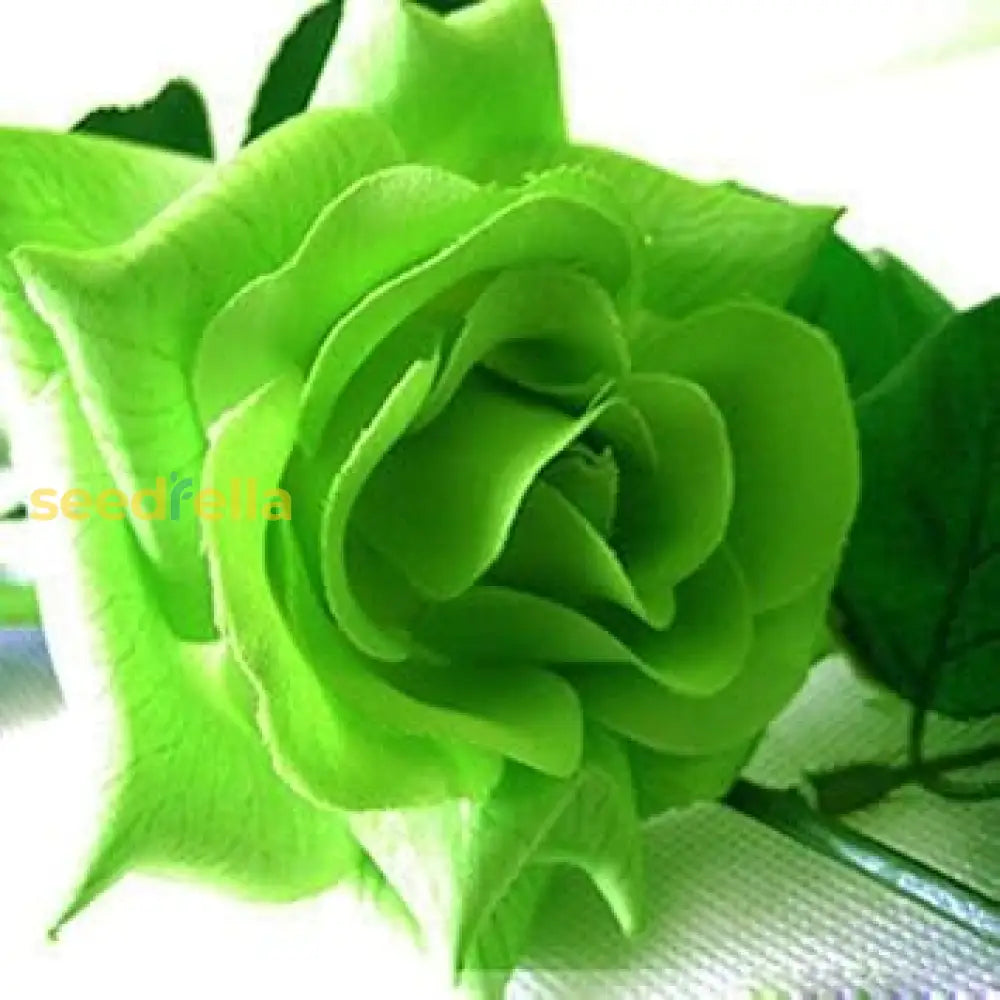 Green Rose Flower Seeds For Easy Planting