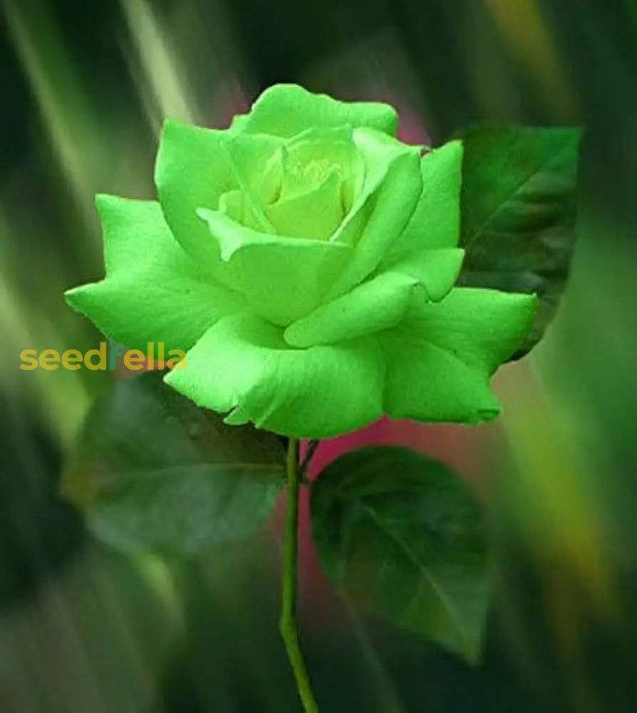 Green Rose Flower Seeds For Easy Planting