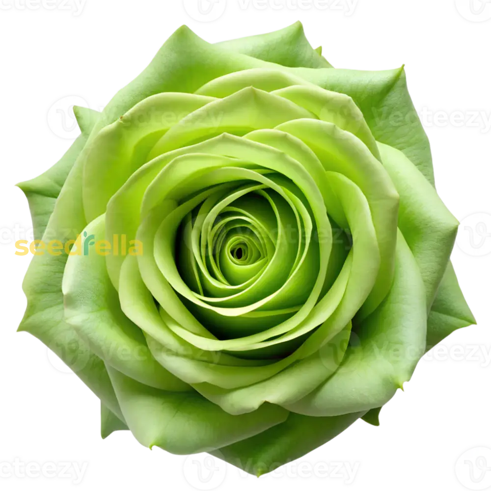 Green Rose Flower Seeds For Planting - Grow A Unique Mix Of Roses An Extraordinary Garden