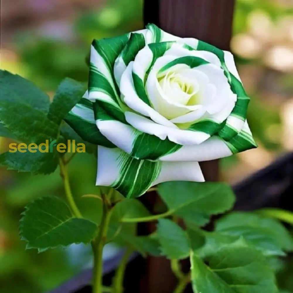 Green Rose Flower Seeds With Red Edge - Unique Garden Planting Easy-To-Grow Perennial