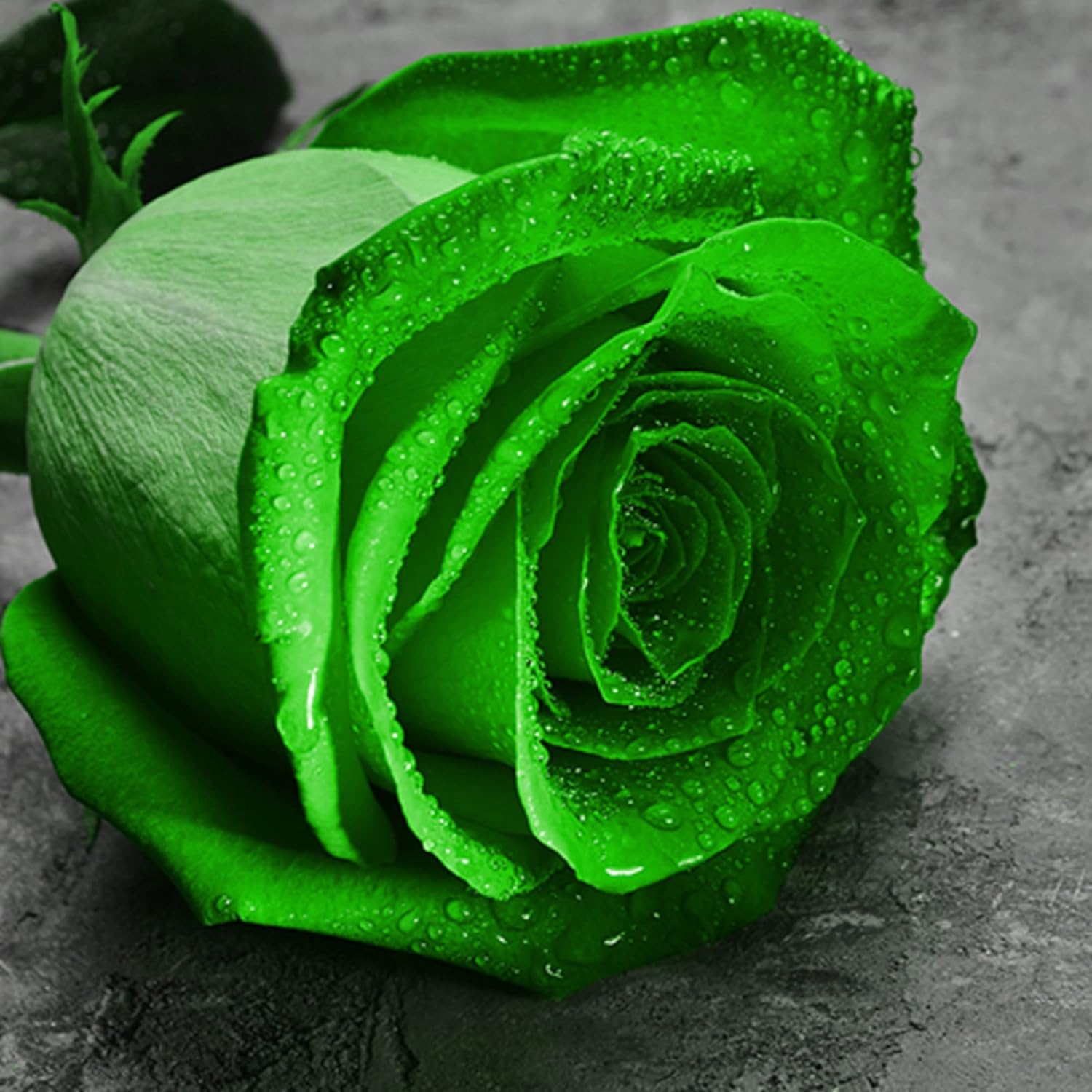 Green Rose Flower Seeds for Planting