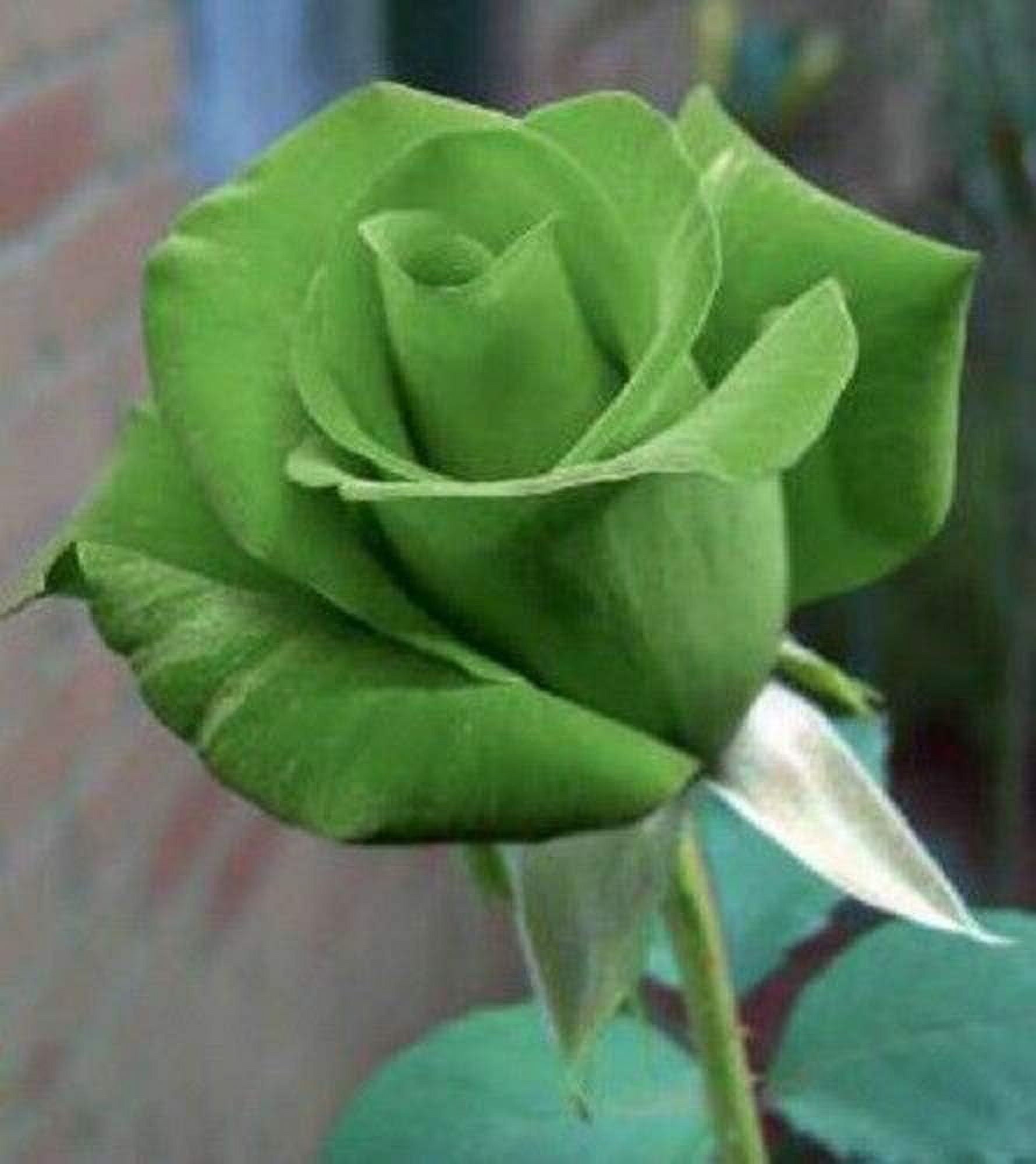 Green rose seeds with red edge for planting