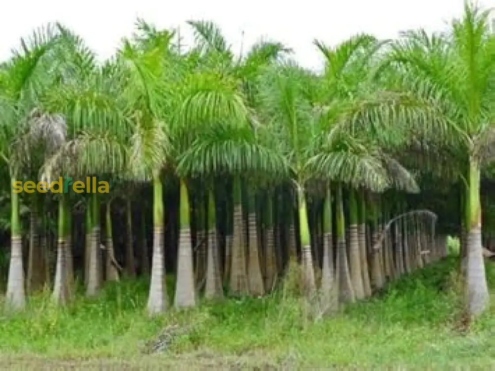 Green Roystonea Lorida Royal Palm Seeds For Planting Plant Seeds