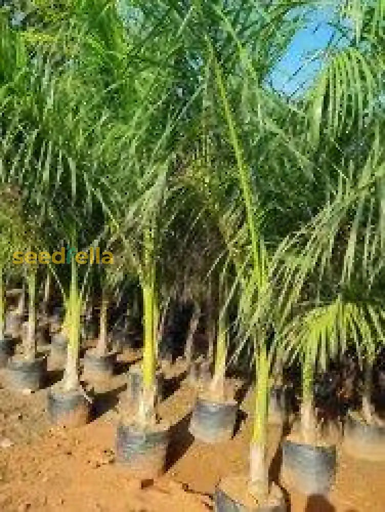 Green Roystonea Lorida Royal Palm Seeds For Planting Plant Seeds