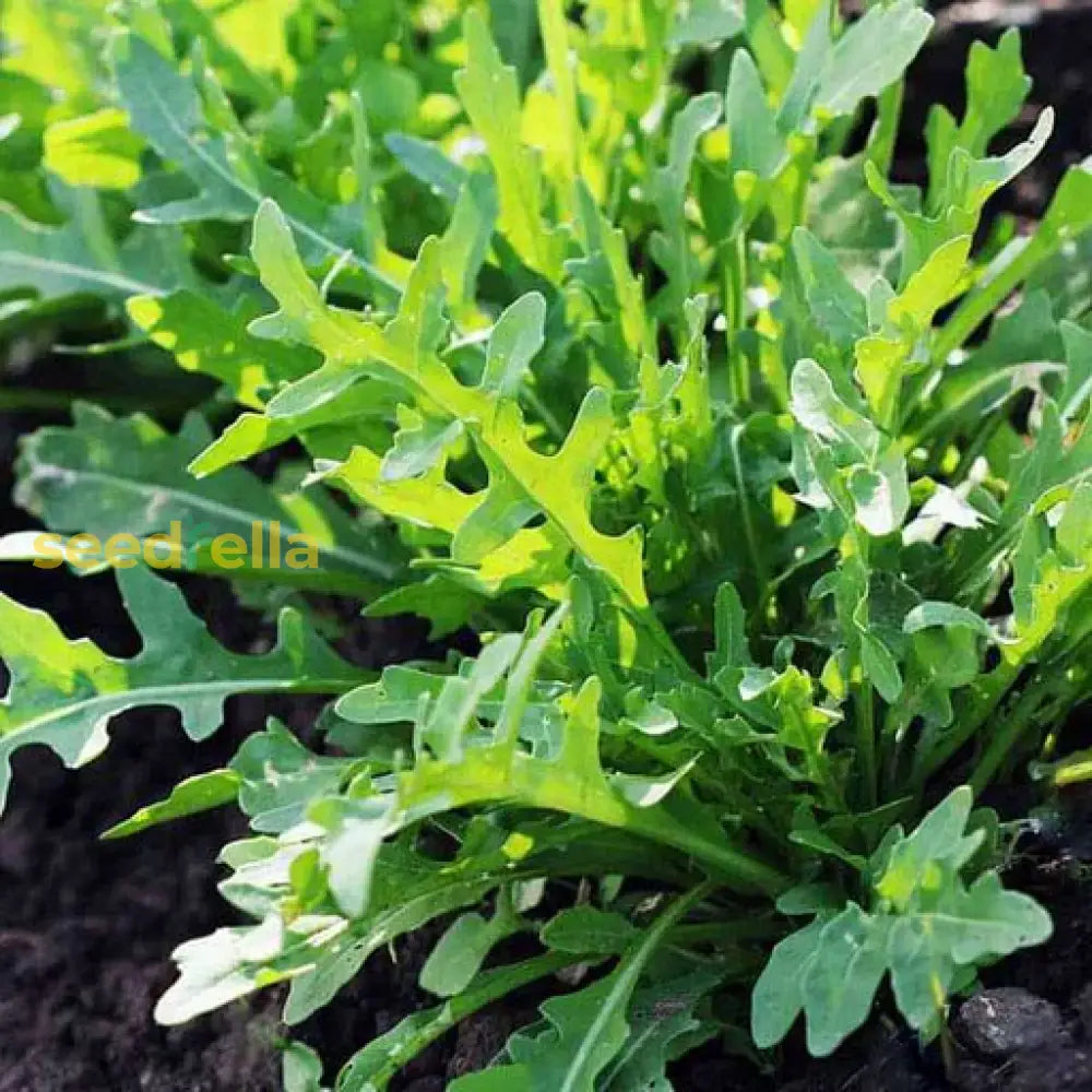 Green Rucola Vegetable Seeds For Planting Seeds