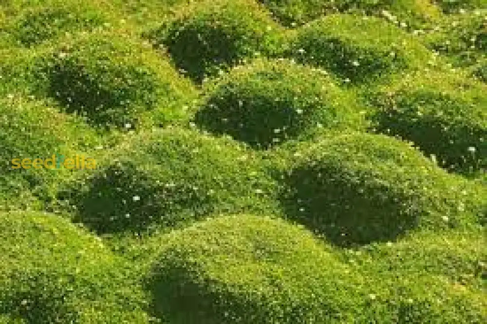 Green Sagina Subulata Ground Cover Seeds - Perfect For Planting Plant Seeds