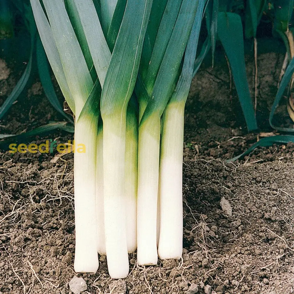 High quality Green Saint Victor vegetable seeds closeup