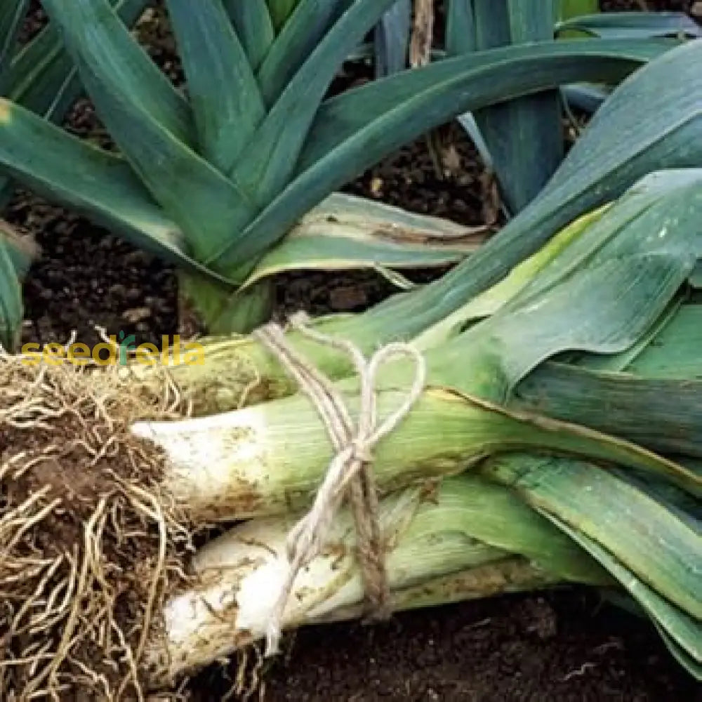 Green Saint Victor seeds for planting non GMO