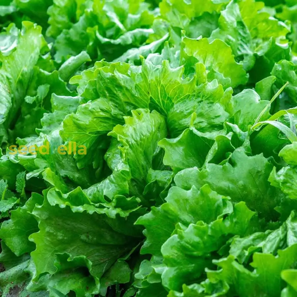 Green Salad Vegetable Seeds For Easy Planting Seeds