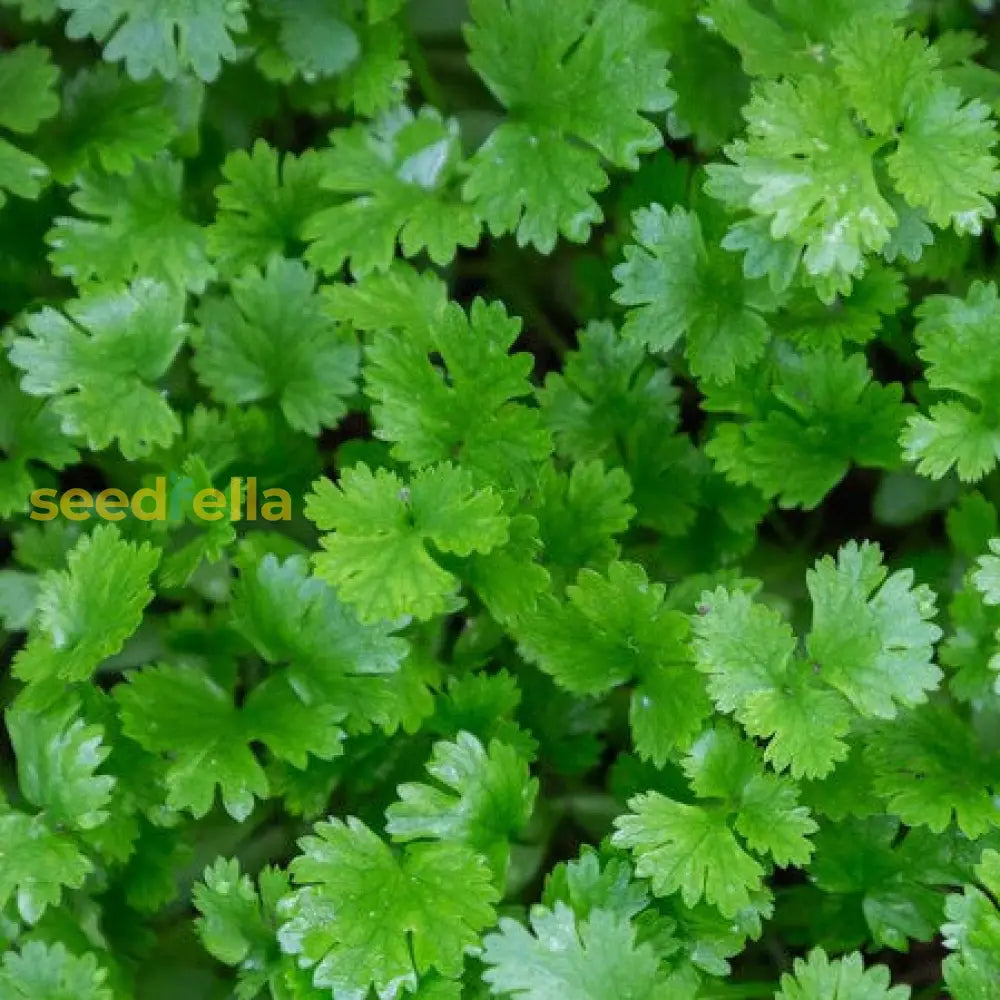 Green Santo Cilantro Vegetable Planting Seeds