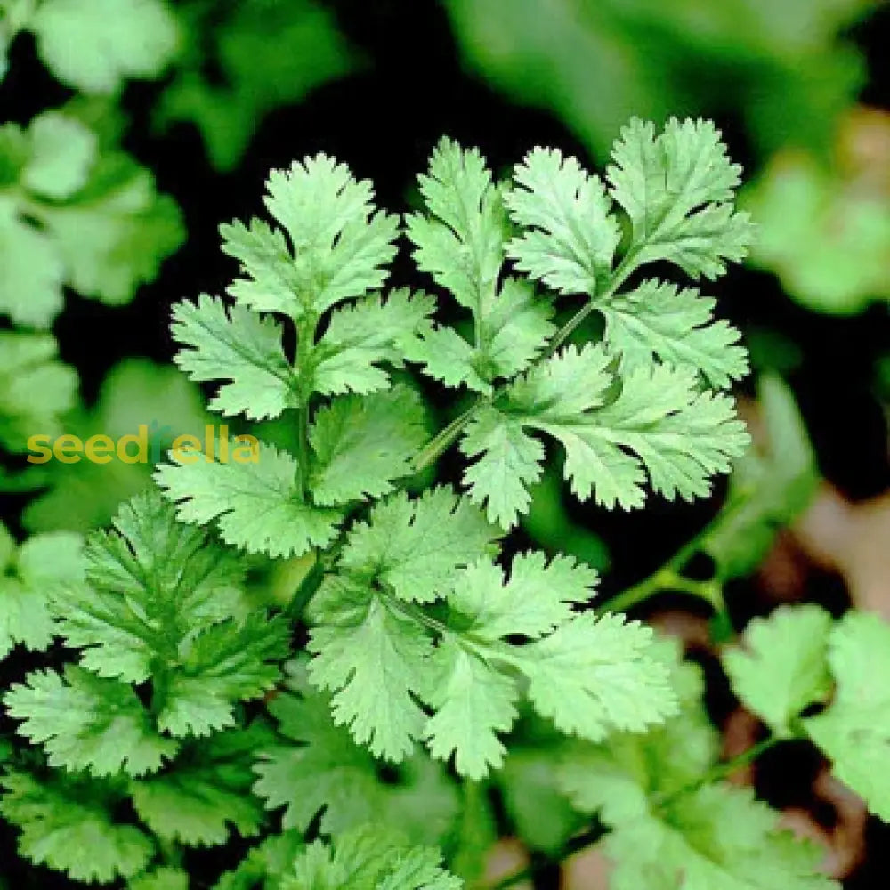 Green Santo Cilantro Vegetable Planting Seeds