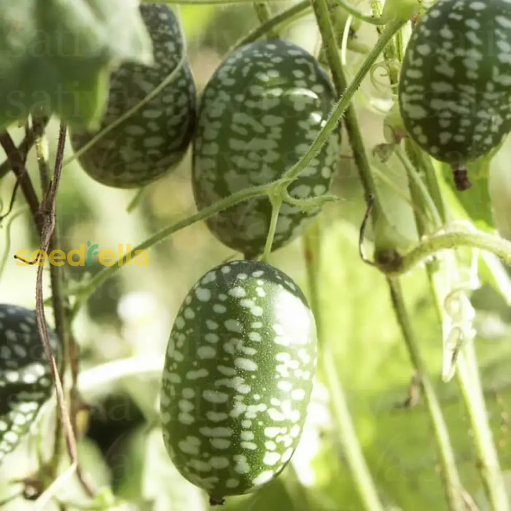 High quality Green Scabra seeds closeup