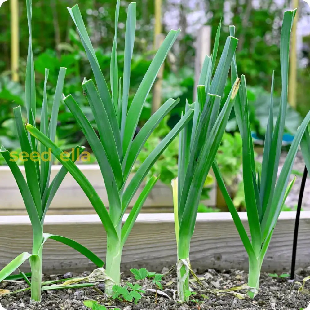 Green Scallion Seeds For Planting - Vegetable Garden Essentials Seeds