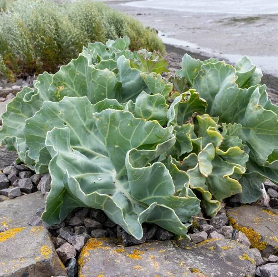 Green Sea Kale seeds for planting in home gardens