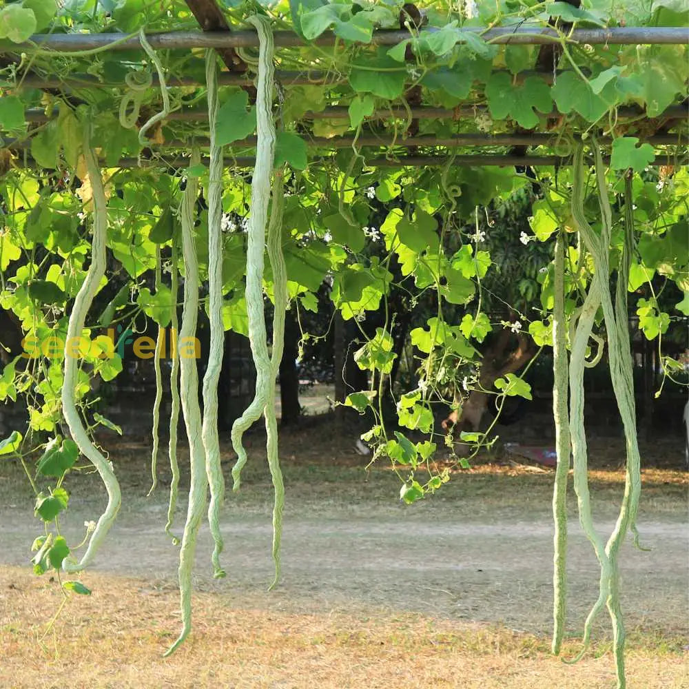 Green Serpent Gourd Vegetable Planting Seeds Seeds