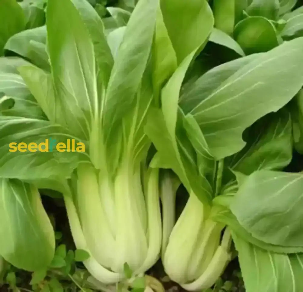 Green Shanghai Vegetable Seeds For Planting Seeds