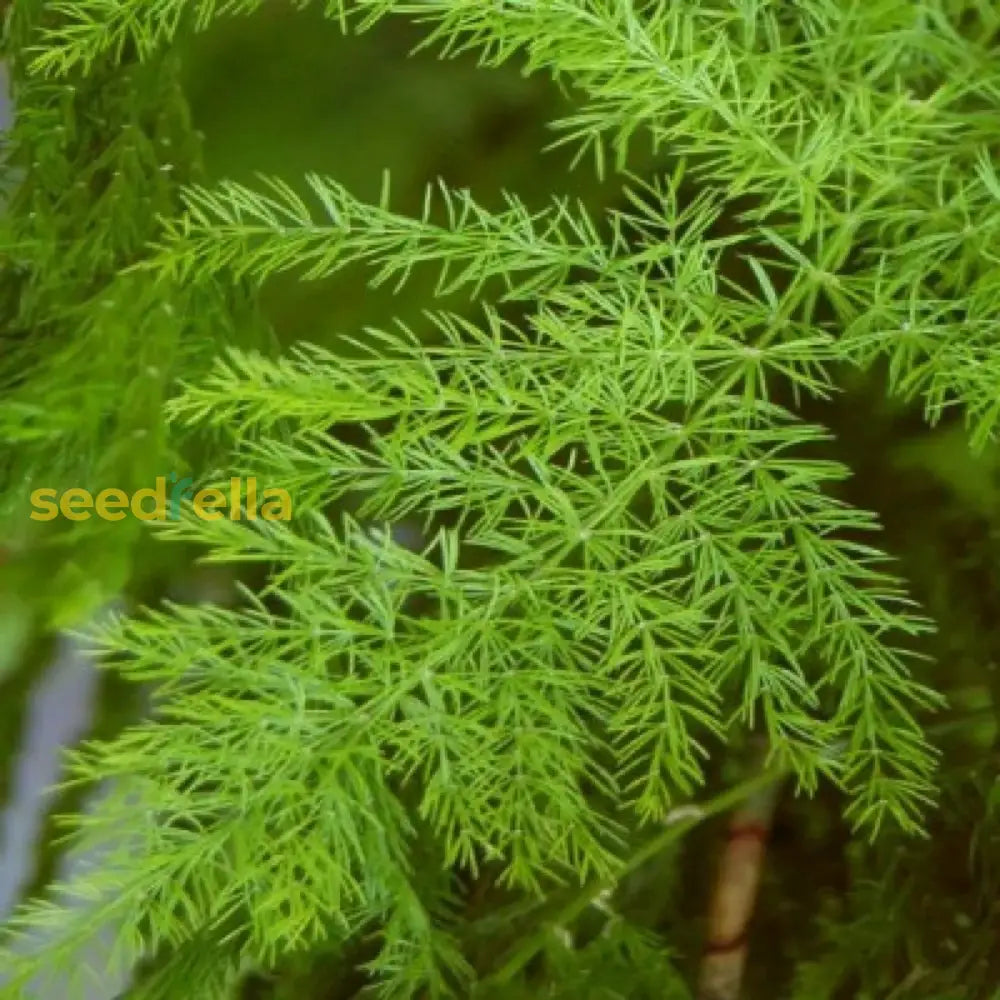 Green Shatavari Plant Seeds For Easy Herbal Planting