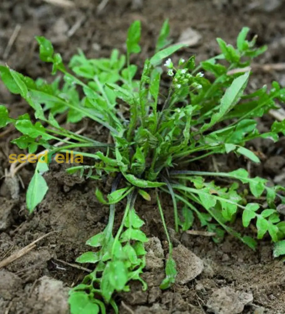 Green Shepherdâ€™s Purse Seeds For Easy Planting Plant Seeds