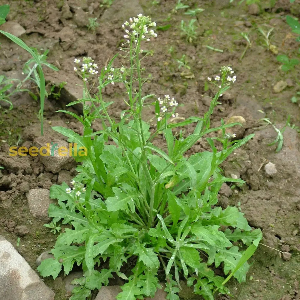 Green Shepherdâ€™s Purse Seeds For Easy Planting Plant Seeds