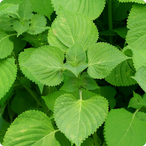 Green Shiso seeds Perilla frutescens var crispa leafy plant