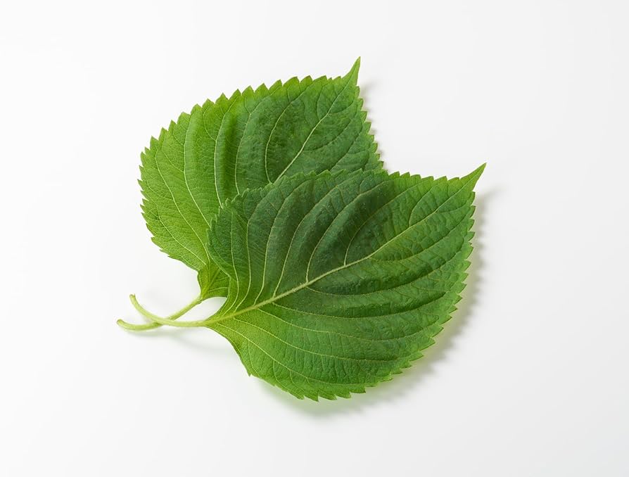 Green Shiso seeds planting and germination instructions