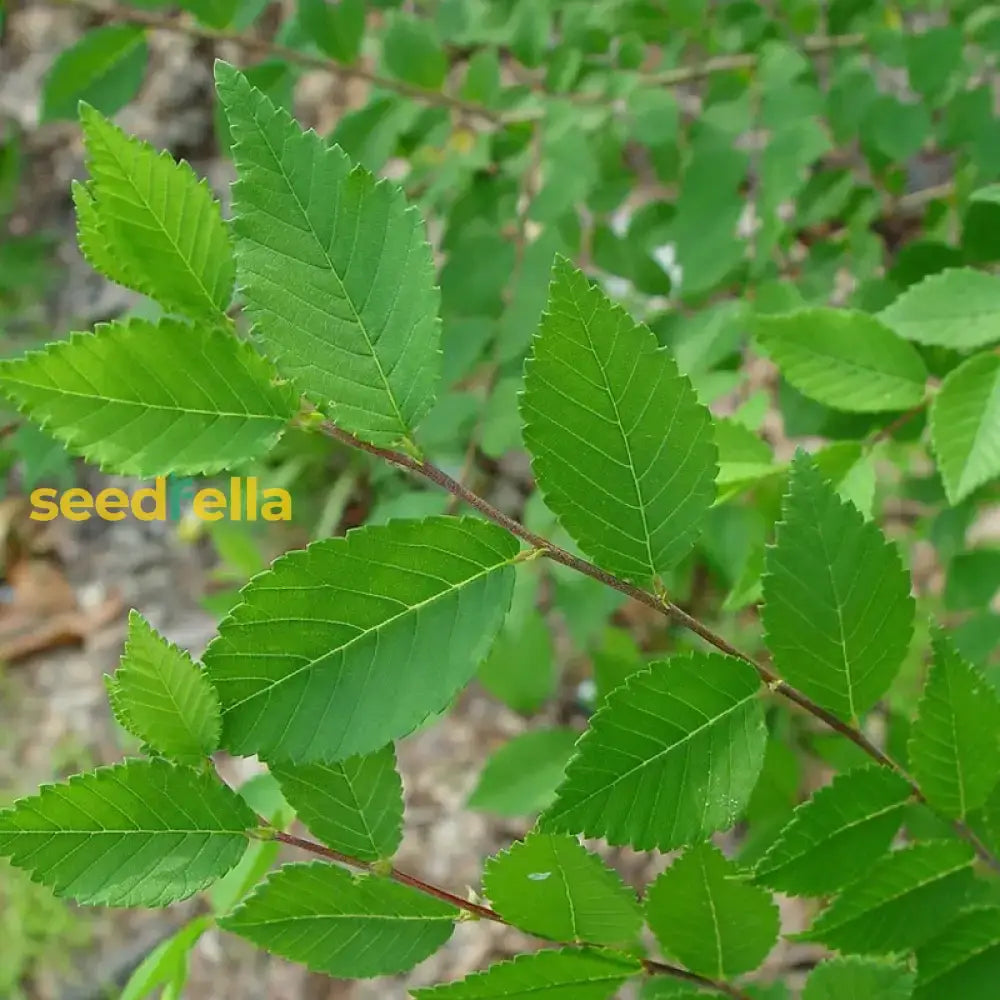 Green Siberian Elm Seeds For Planting Plant Seeds