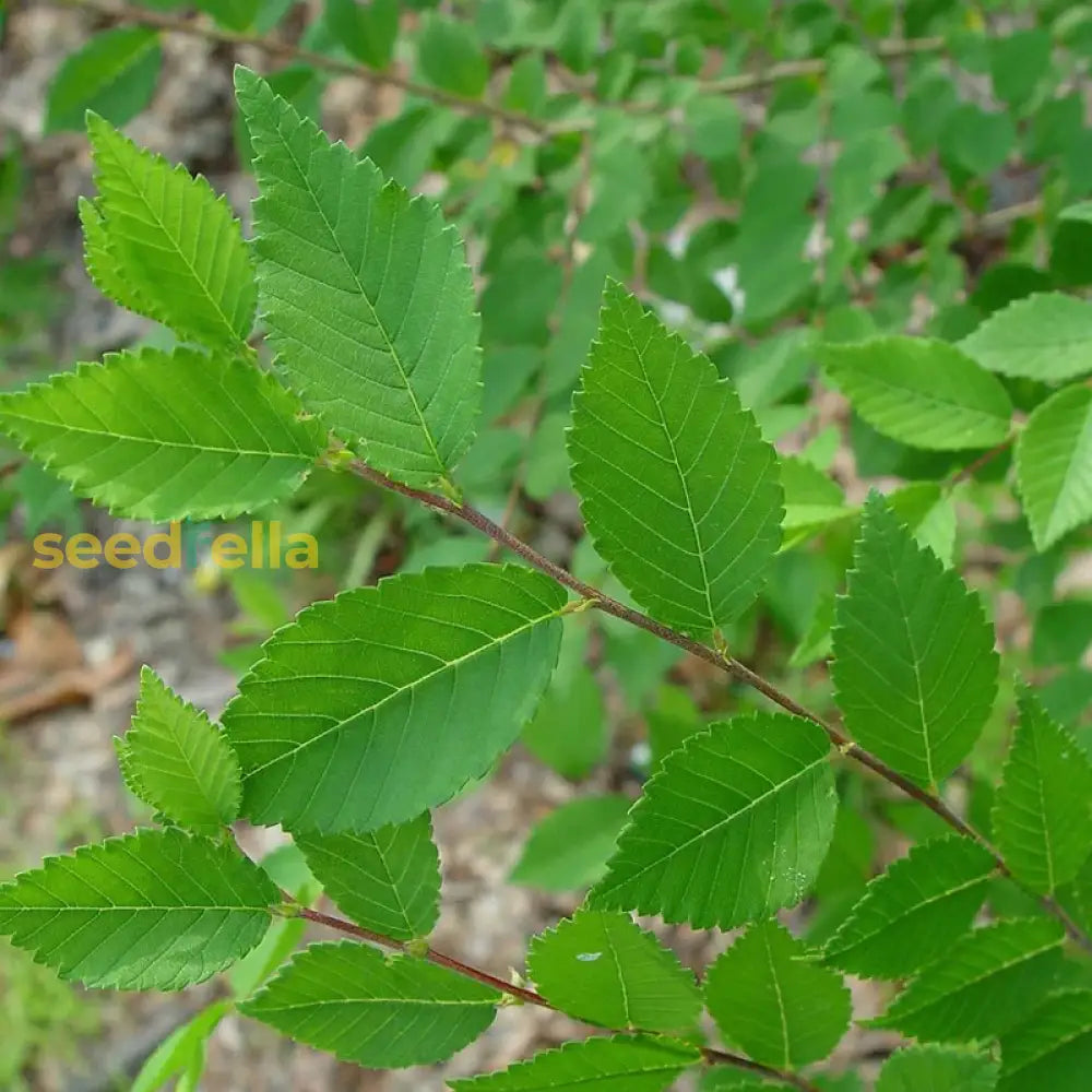 Green Siberian Elm Seeds For Planting Plant Seeds