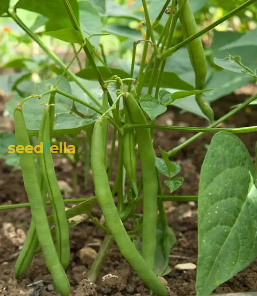 Green Sieve Bean Seeds For Easy Planting Vegetable Seeds