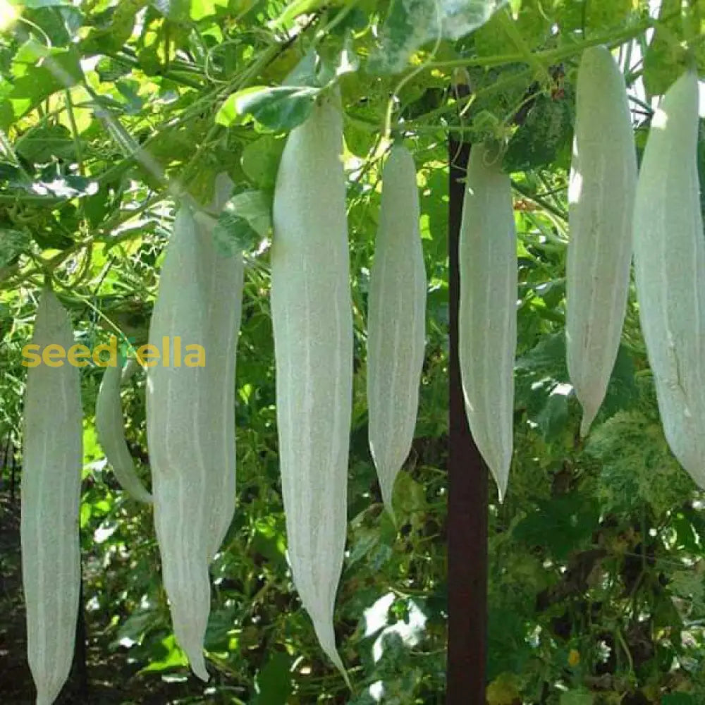 Green snake gourd seeds for planting non GMO variety