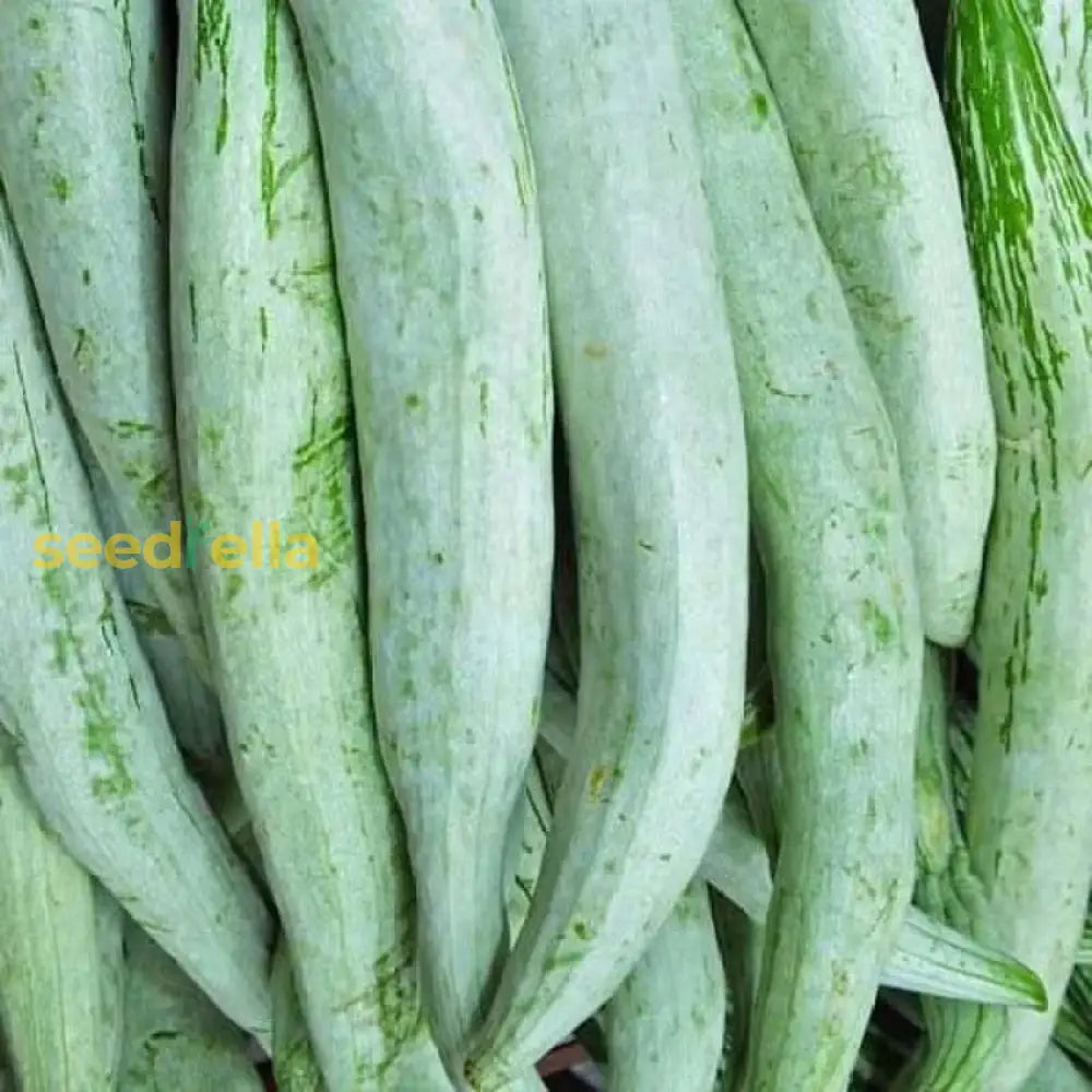 Green Snake Gourd Vegetable Seeds For Your Garden Seeds