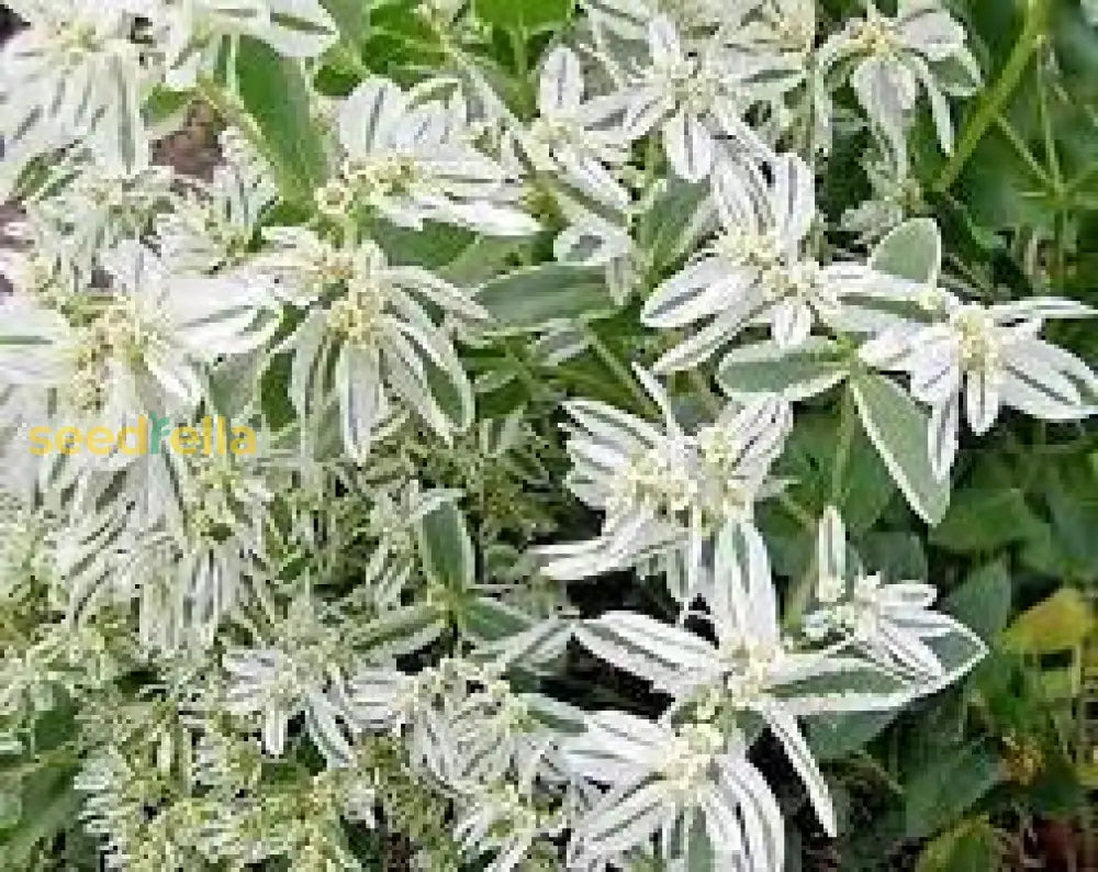 Green Snow On The Mountain Seeds - Beautiful Variegated Foliage For Planting Flower