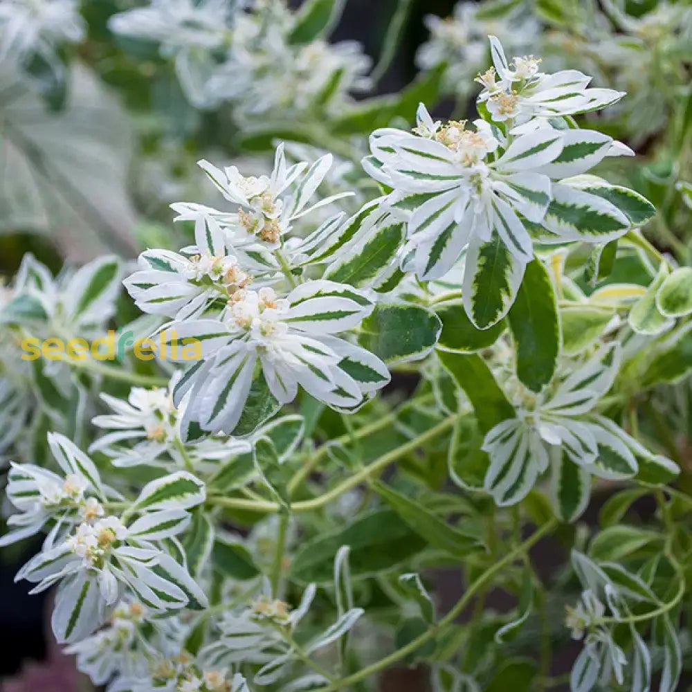 Green Snow On The Mountain Seeds - Beautiful Variegated Foliage For Planting Flower