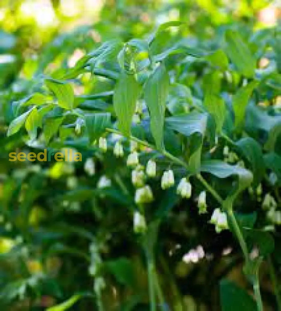 Green Solomon Seal Plant Seeds For Easy Planting - Ideal Shady Gardens Flower