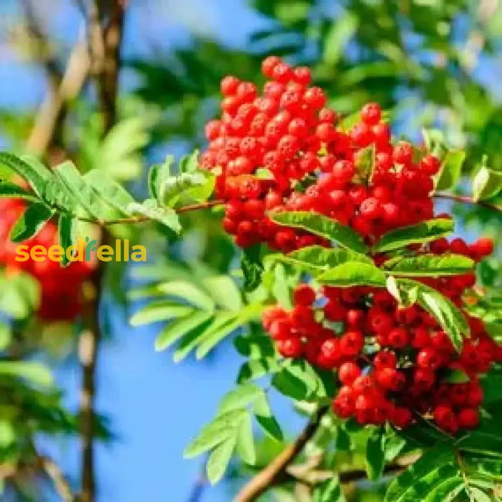 Green Sorbus Aucuparia Tree Seeds For Planting - Grow Beautiful Trees In Your Garden Fruit