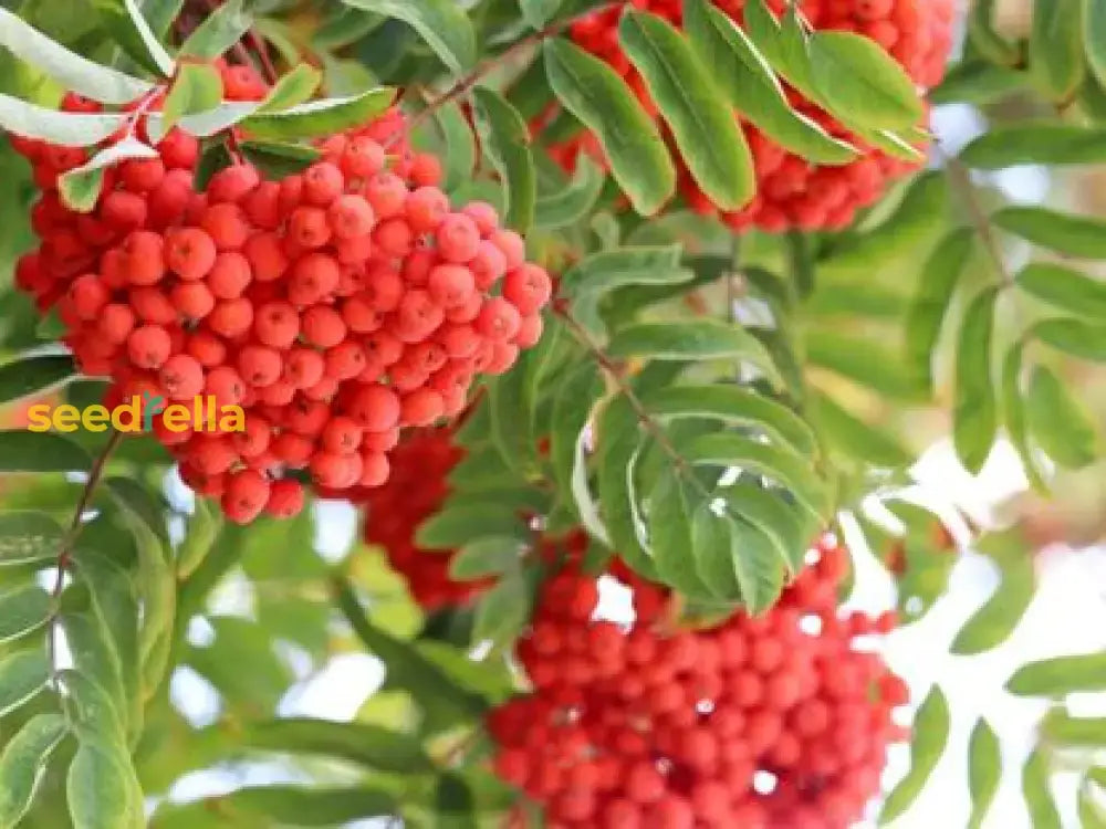 Green Sorbus Aucuparia Tree Seeds For Planting - Grow Beautiful Trees In Your Garden Fruit