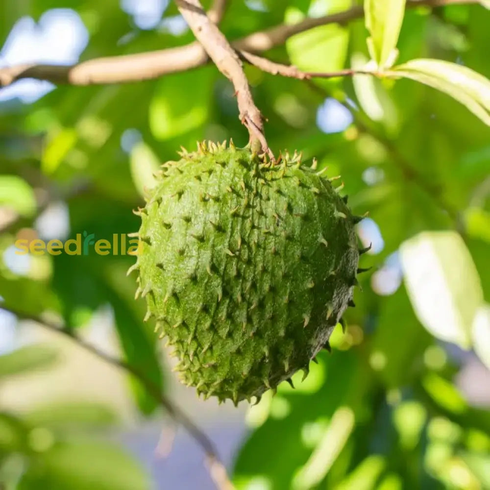 Green Soursop Seeds For Easy Planting  Grow Exotic Fruit At Home