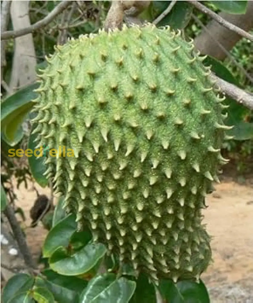 Green Soursop Seeds For Easy Planting  Grow Exotic Fruit At Home